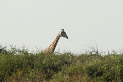 Giraffes Sail thru Treetops